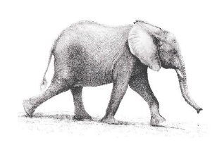 Karen Coulson's 'Coloured Pencil' Classes - Week 3
