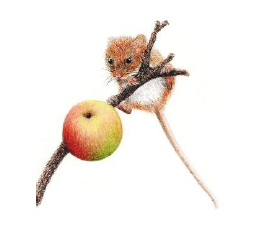 Karen Coulson's 'Coloured Pencil' Classes - Week 1