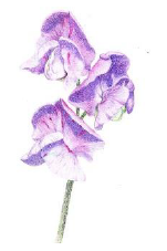 Karen Coulson's 'Coloured Pencil' Classes - Week 2