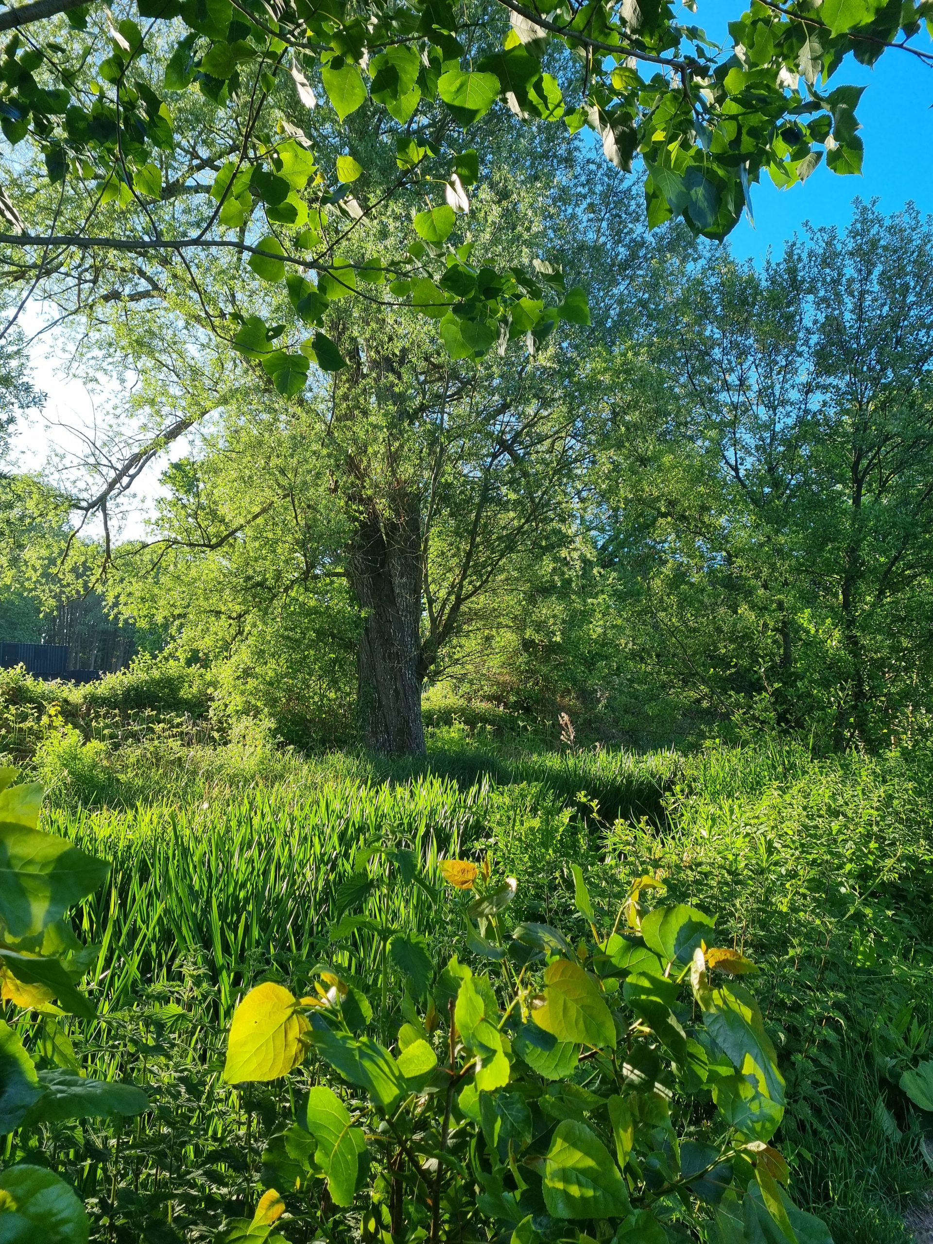 En Plein Air Outing - Fishlake Meadows Romsey