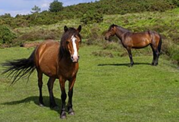 Plein Air outing at West Wellow