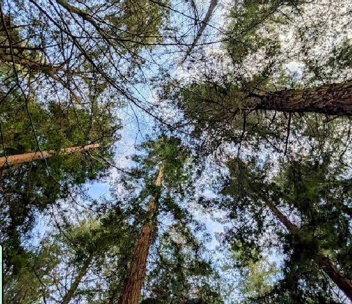 Plein Air Outing Tall Trees at Rhinefield